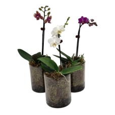 Miniature Phalenopsis Orchid Plant